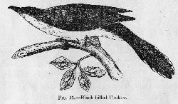 Black-billed Cuckoo