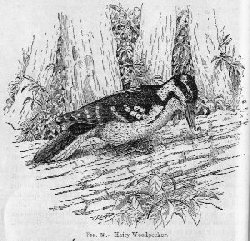 Hairy Woodpecker