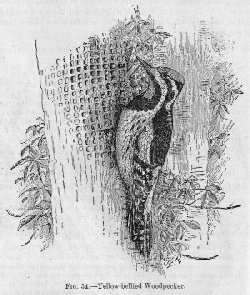 Yellow-bellied Woodpecker