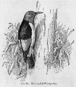 Red-headed Woodpecker