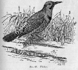 Flicker