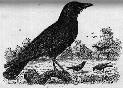 Common Crow