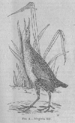 Virginia Rail