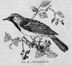 Orchard Oriole