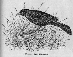Crow-Blackbird