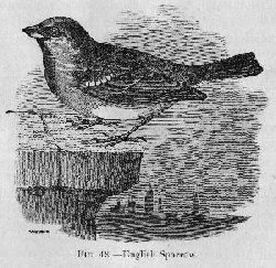 English Sparrow