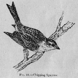 Chipping Sparrow