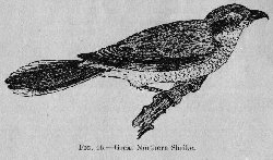 Great Northern Shrike