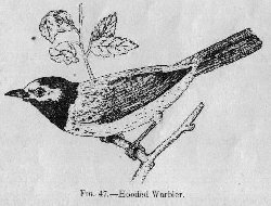 Hooded Warbler