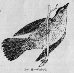 Catbird