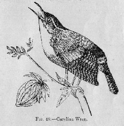 Carolina Wren