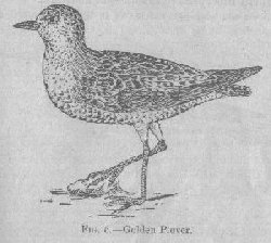 Golden Plover.