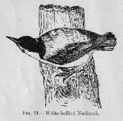 White-bellied Nuthatch