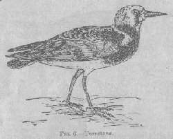 Turnstone