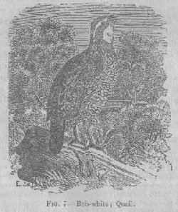 Bob-white; Quail