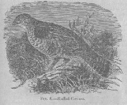 Ruffed Grouse