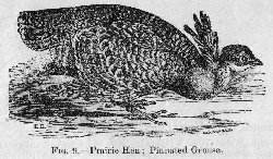 Pinnated Grouse